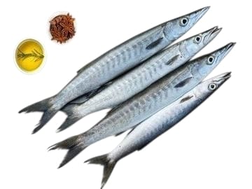 Barracuda Fish