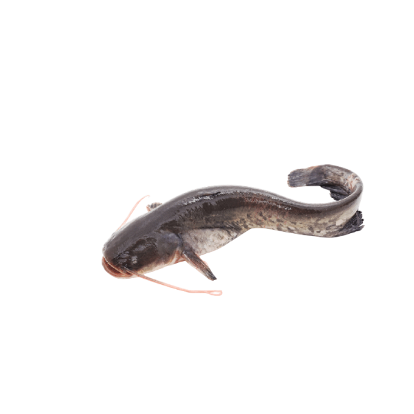 Fresh Cat Fish - Etta, 500g