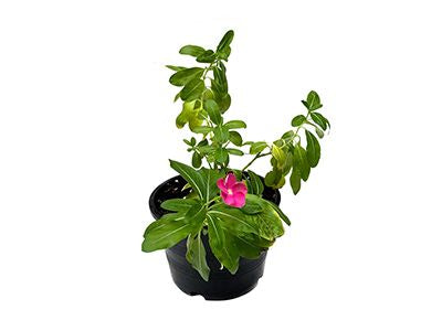 Vinca Rosea Plant(live)