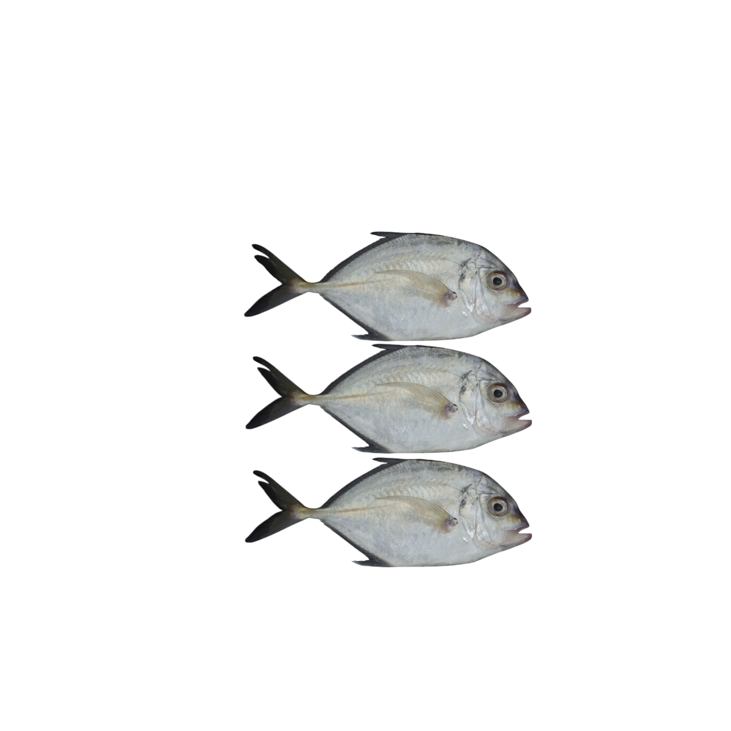 Trevally Fish/Parai fish/Malabar king fish