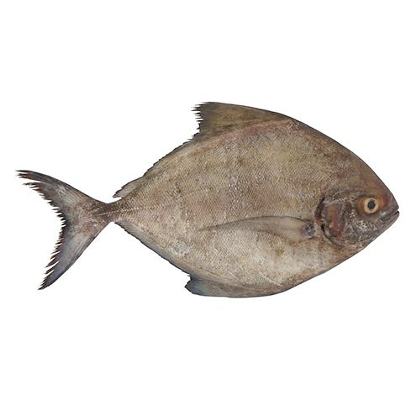 Fresh Black Pomfret Fish 1kg
