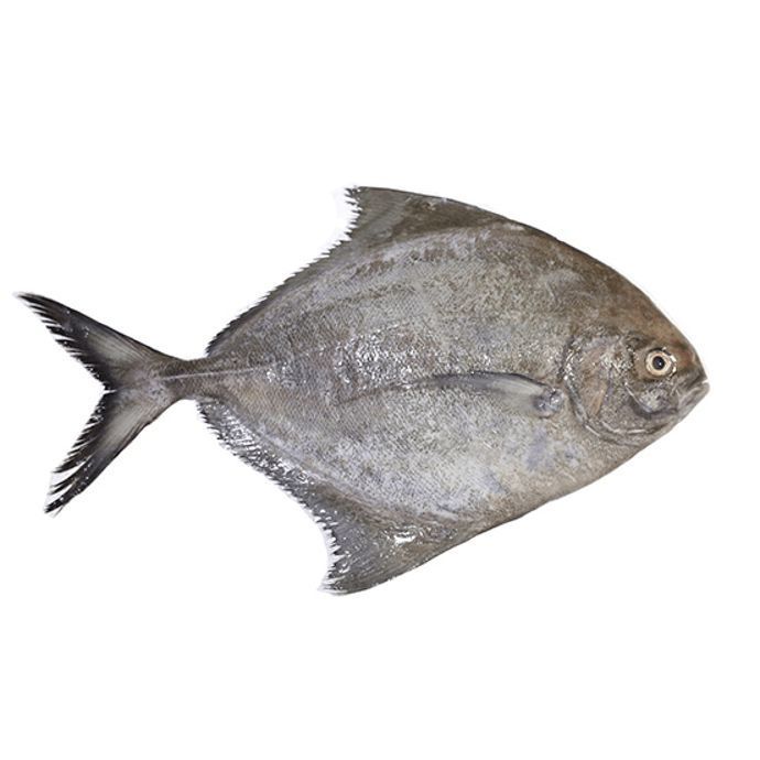 Fresh Black Pomfret Karutha Avoli Local