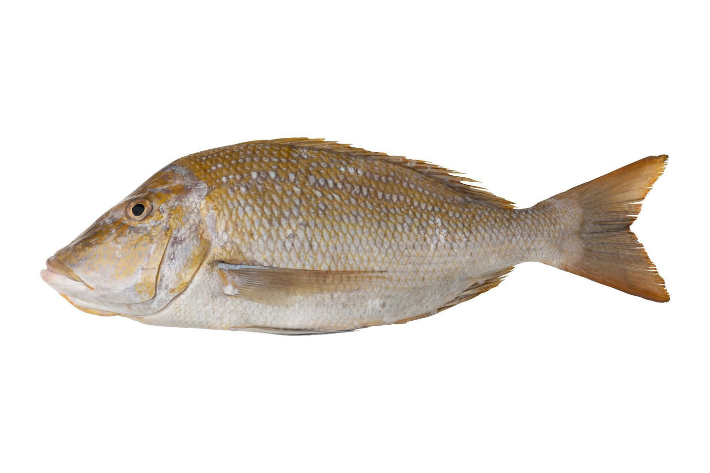 Fresh Sheri Local 1kg