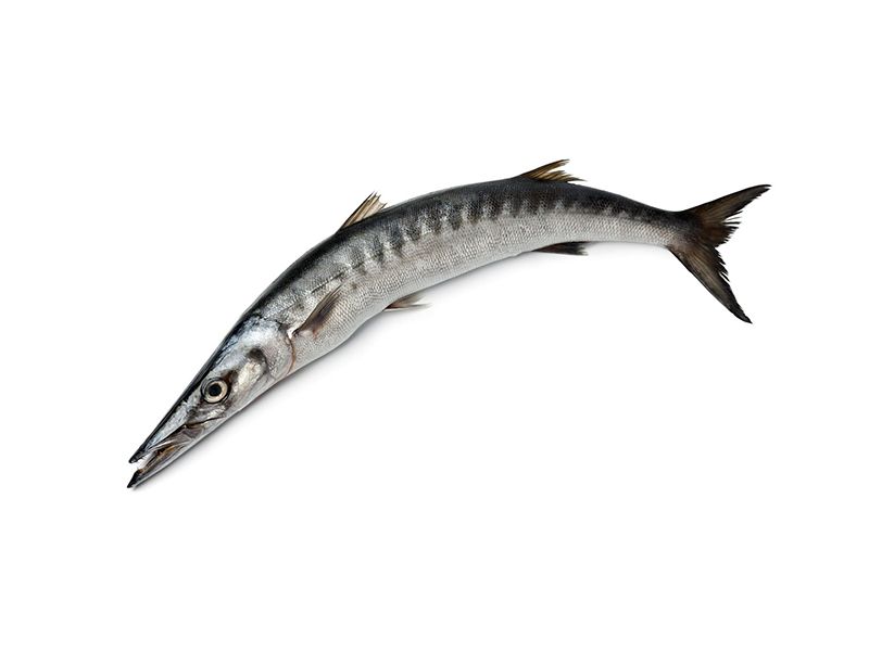 Fresh Barracuda Whole Fish