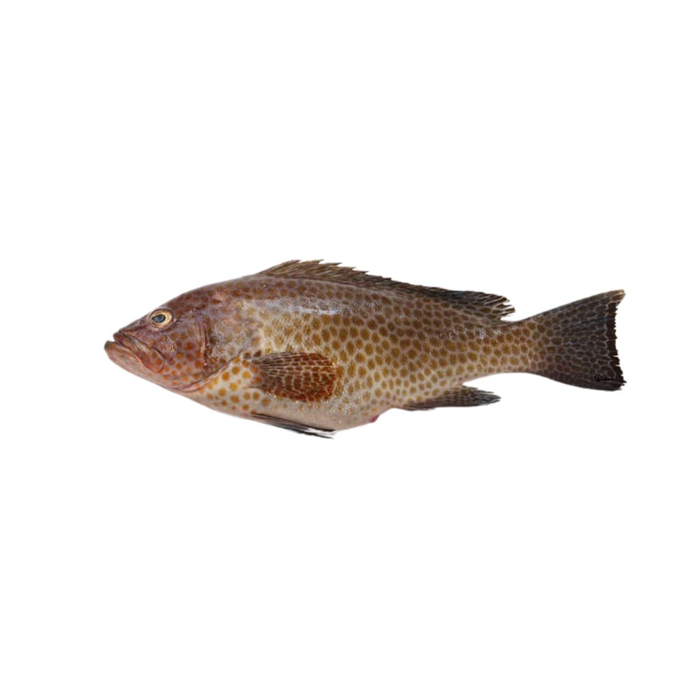 Grouper (Hamour Fish), 500g
