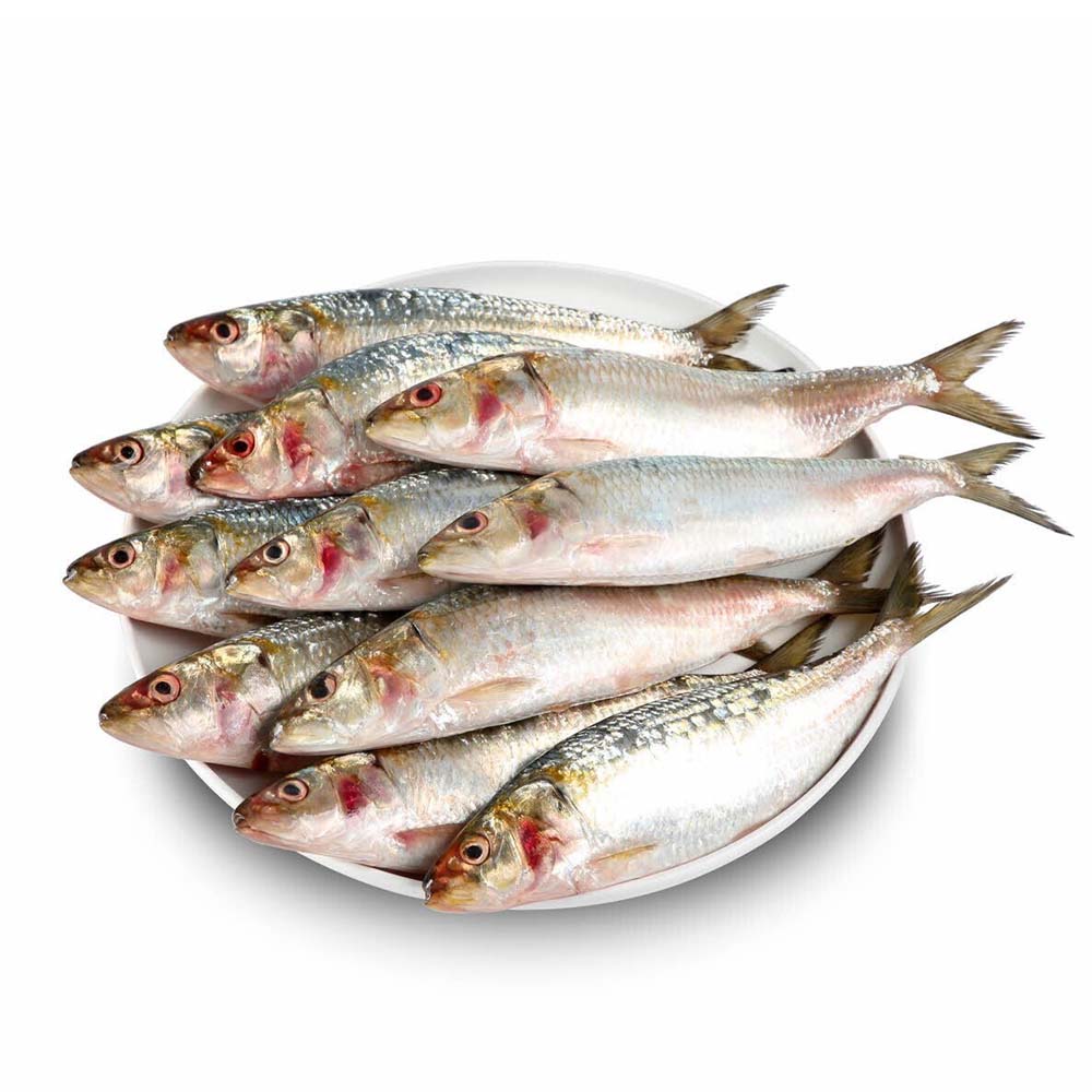 Large Fresh Sardines 1kg