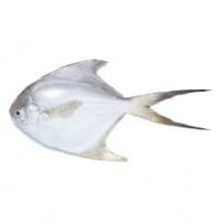 Large Zubaidi Fish Cleaned