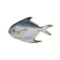 Medium Zubaidi Fish Raw