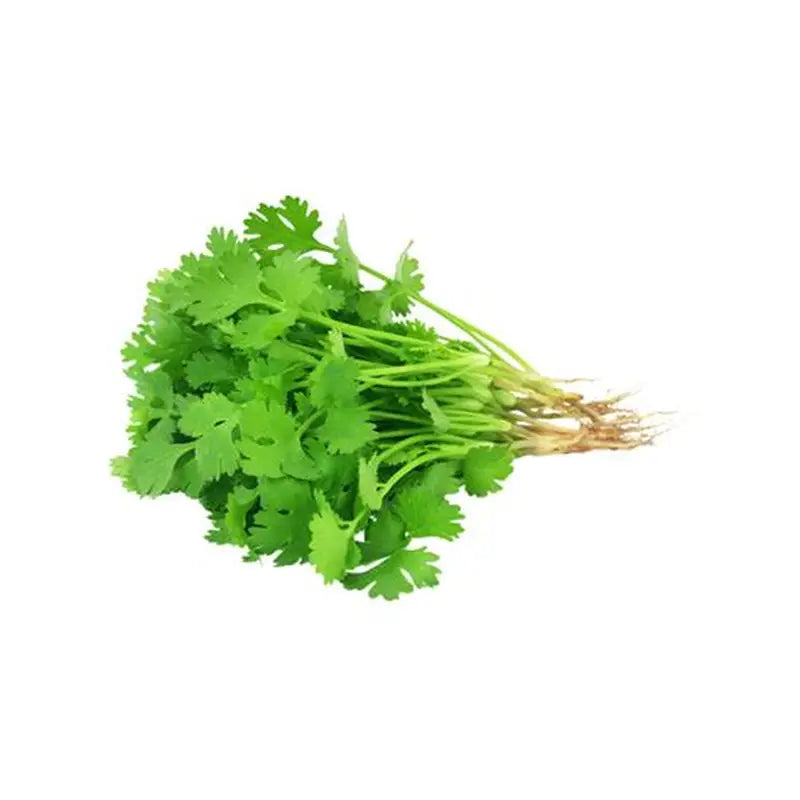Green Coriander 1 Bunch