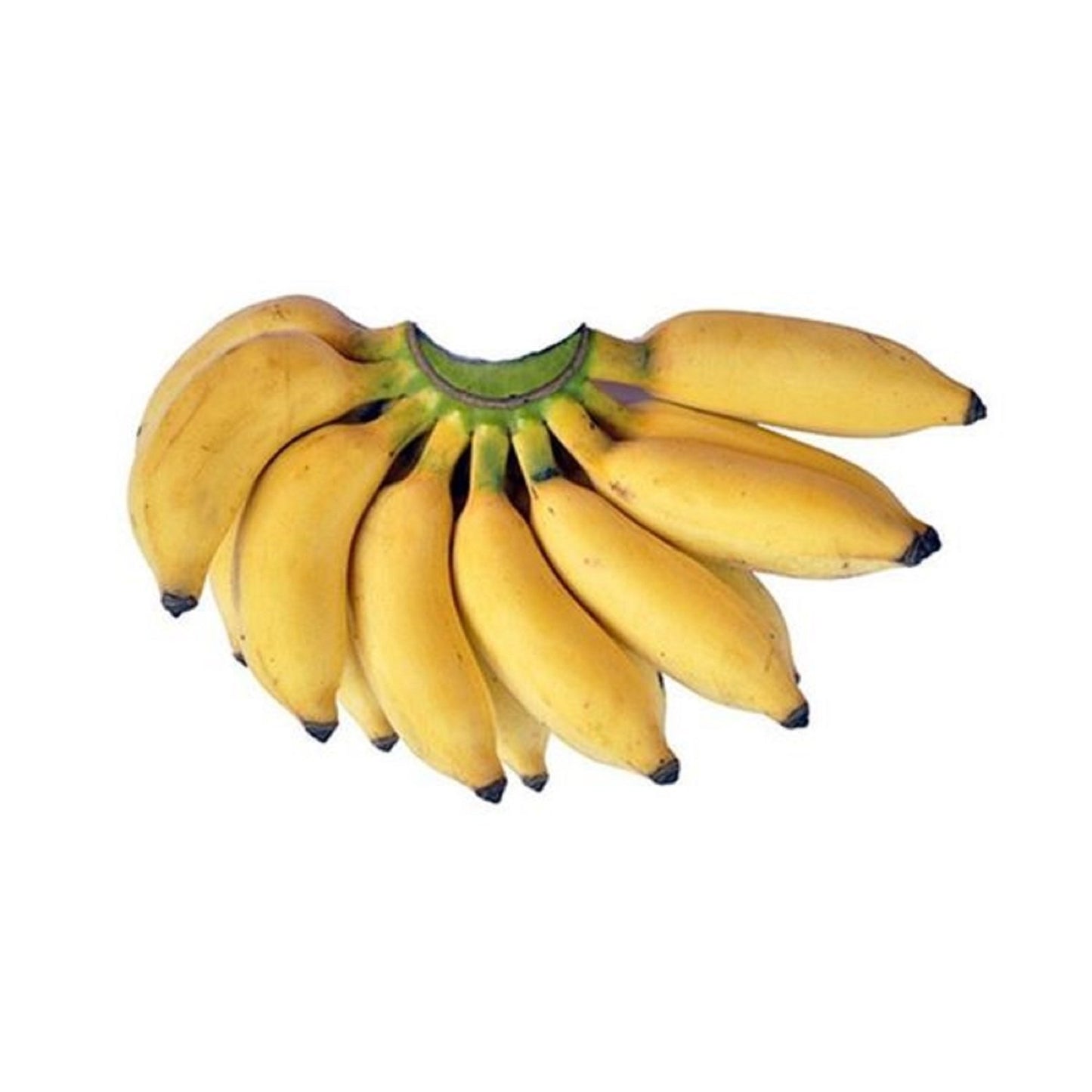 Small Banana Oman 500 g