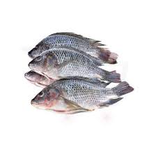 Fresh Tilapia Fish, 500g