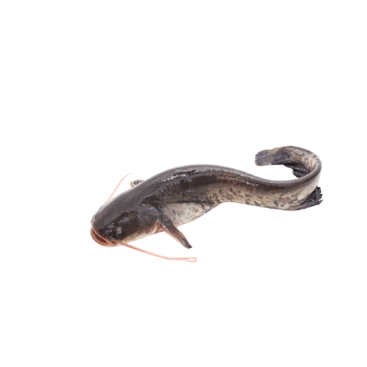 Fresh Cat Fish - Etta, 500g