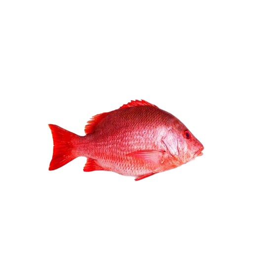 Red Snapper 500g