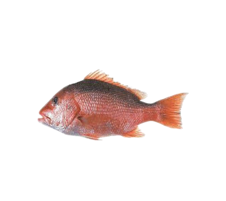 Chempally Fish Buy Fresh Chemballi Fish, 1kg in Dubai, UAE from Applon – the leading ...