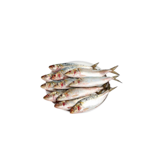 Fresh Sardine Fish, 500g