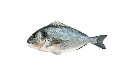 Sea Bream 600g - 800g