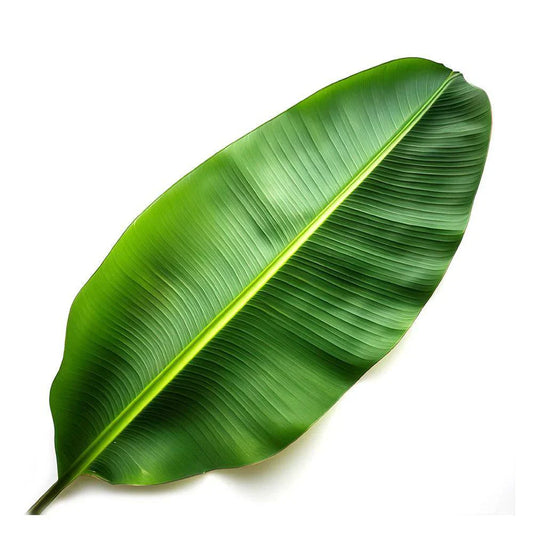 Banana Leaf 1pc