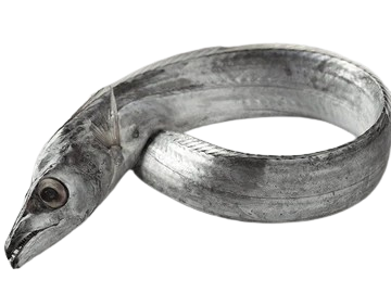 Belt Fish UAE