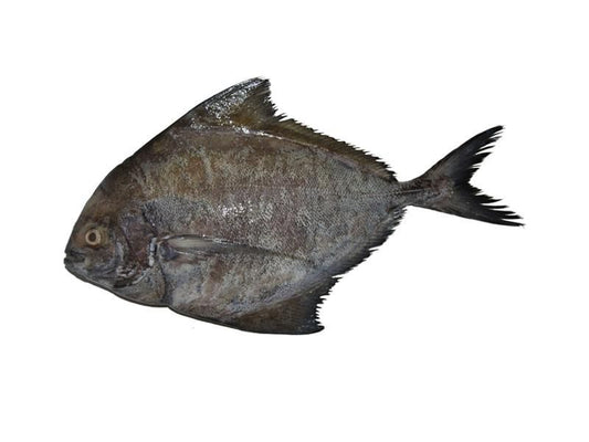 Black Pomfret