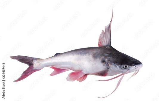 Catfish