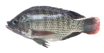 Egyptian Tilapia Fish, 500g