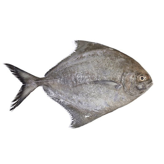 Fresh Black Pomfret Karutha Avoli Local