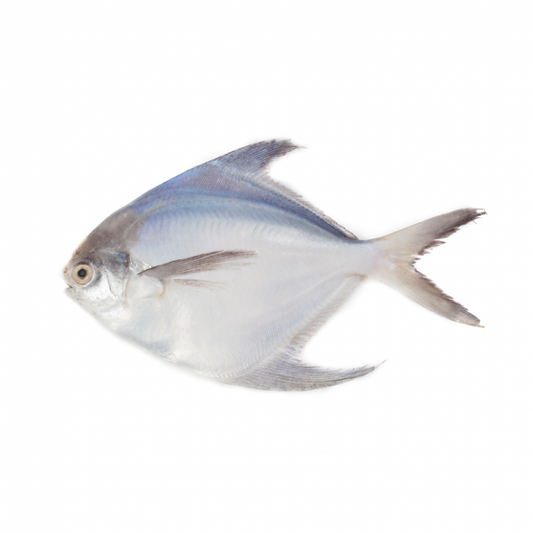 Fresh Silver Pomfret Fish, 500g