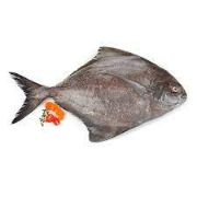 Fresh Whole Black Pomfret 500g