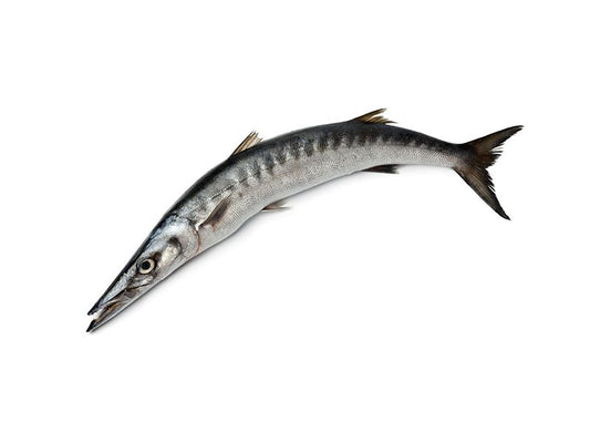 Fresh Barracuda Whole Fish