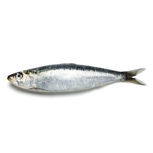Fresh Sardine Small, 500g