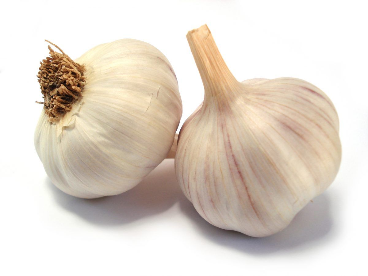 Garlic Big 1 Pack