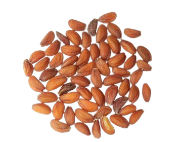 Gulfar Asalio Seed, 100g
