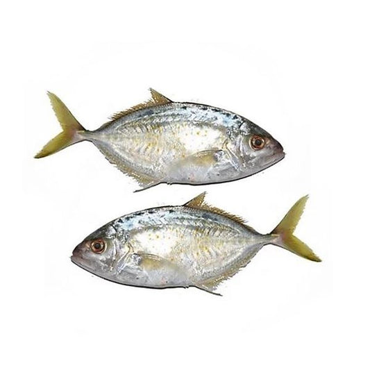 Jesh Medium 500G