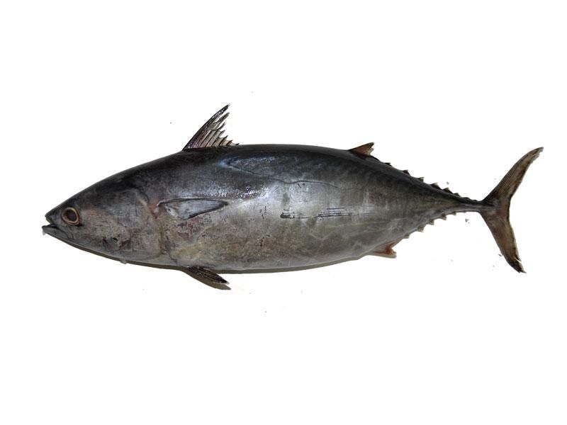 Khubab Fish, Approx. 1200g-1500g