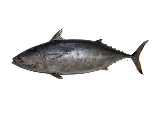 Khubab Fish, Approx. 1200g-1500g
