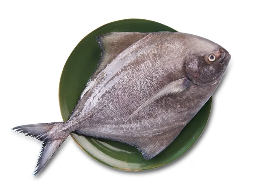 Pomfret Black Avoli UAE