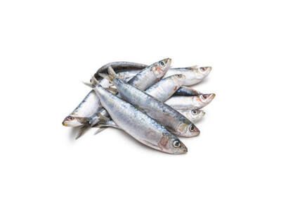 Fresh Sardine Fish 1Kg
