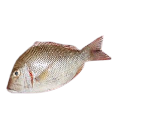 Sheri 700g - 2kg