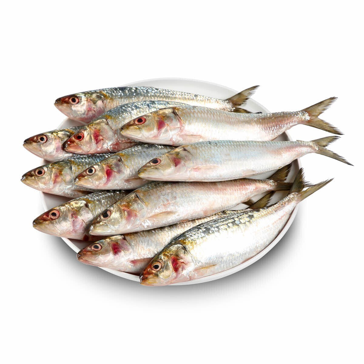 Small Fresh Sardines 1kg