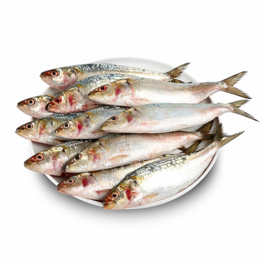 Small Fresh Sardines 1kg