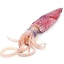 Squid Fish, 1kg
