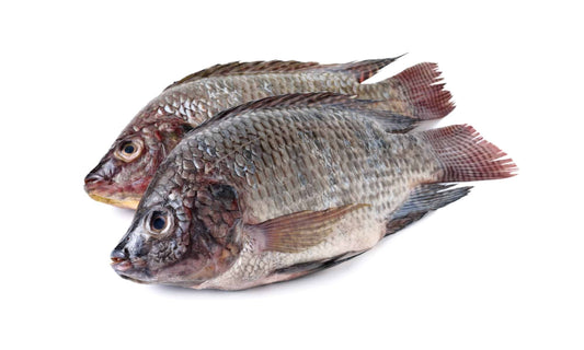 Tilapia Fish