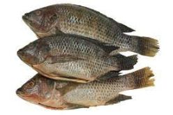 Tilapia Fish Raw
