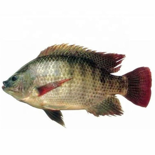 Tilapia Large 1Kg