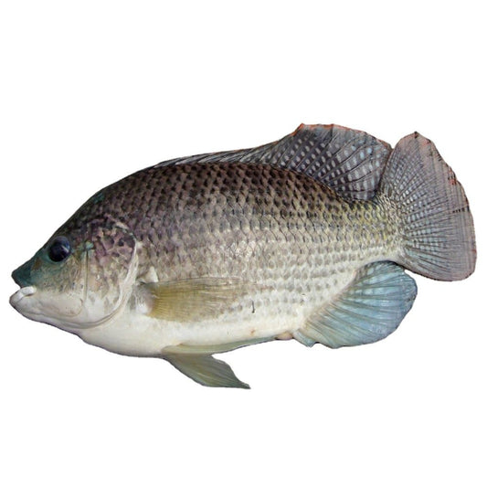 Tilapia Medium 1Kg