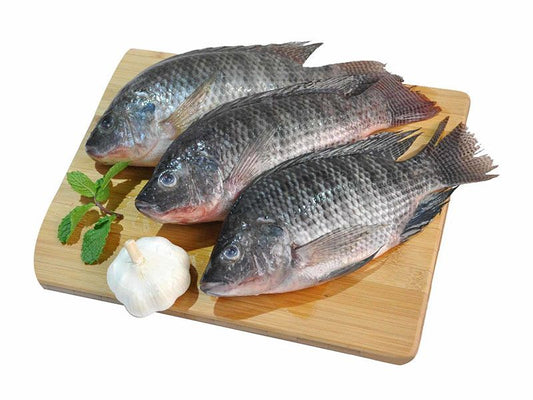 Tilapia UAE