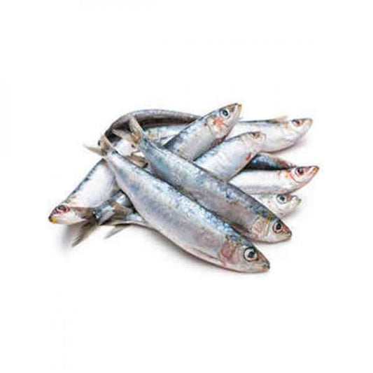 Fresh Sardines Fish Big