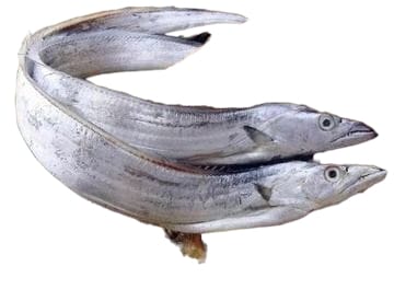 Belt Fish 1kg
