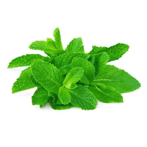 Mint Leaves Bunch