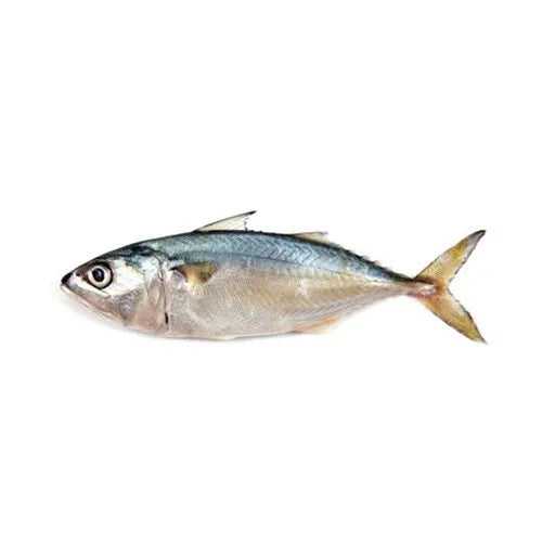 Mackerel Small (Ayala) Fish, 1kg